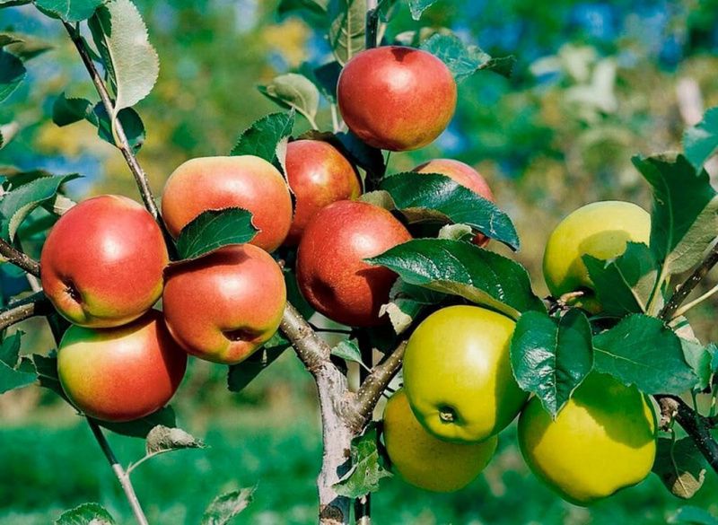 ��������� ������������ � �����������: ��������, ������� ��������