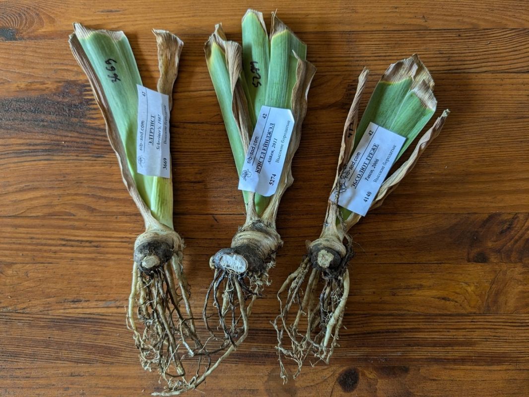 ����� �������� ������� ������: ���� �������� �������� ��� ������� ��������