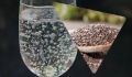 Семена чиа: секреты использования для здоровья и благополучия