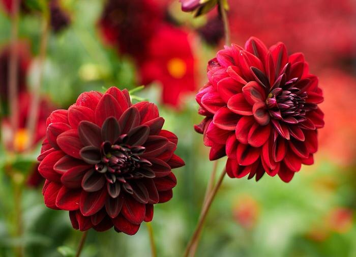 Секреты успешной зимовки георгинов: как сохранить пышное цветение на следующий сезон