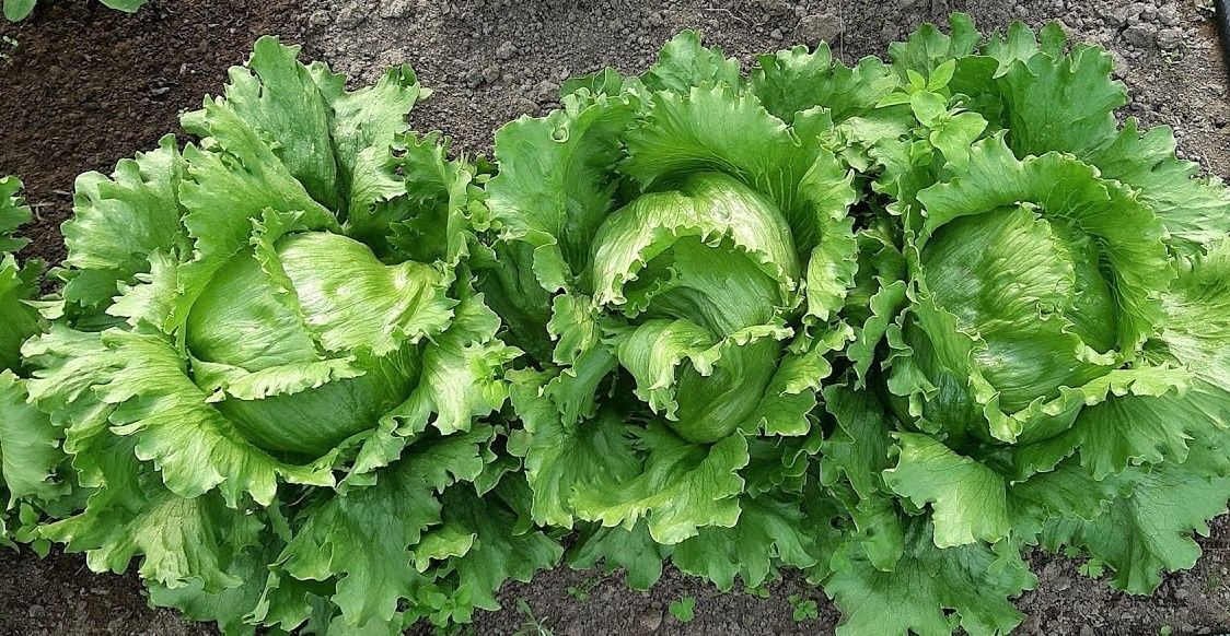 ���� �������� ��������: ��� � ����� ������ ��� ��������� ������