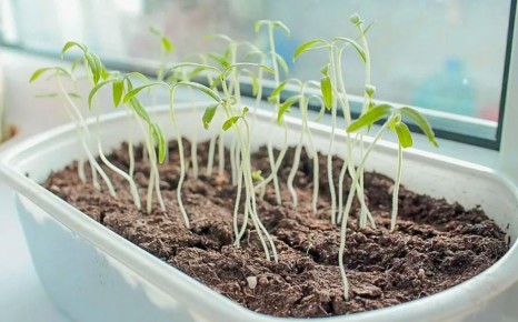 Топ-7 распространенных ошибок при выращивании рассады