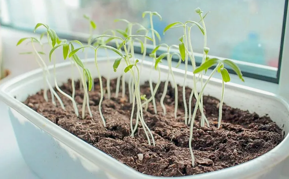 Топ-7 распространенных ошибок при выращивании рассады