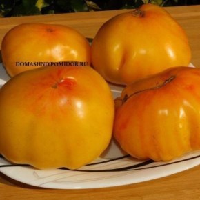 Томат Старожил: как избежать подводных камней в уходе