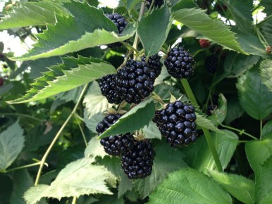 Секреты успешной посадки ежевики: как получить богатый урожай в первый год