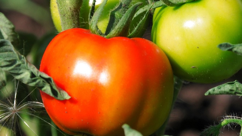 Секреты обрезки томатов в июле: как увеличить урожай и избежать фитофторы