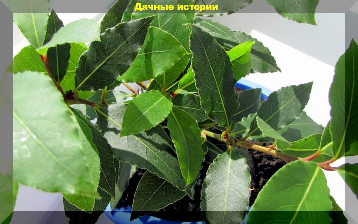 Как вырастить ароматный лавровый лист на подоконнике: простые способы для каждого