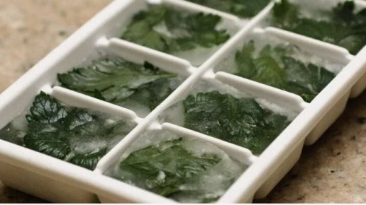 Лучшие советы по сохранению зелени свежей зимой