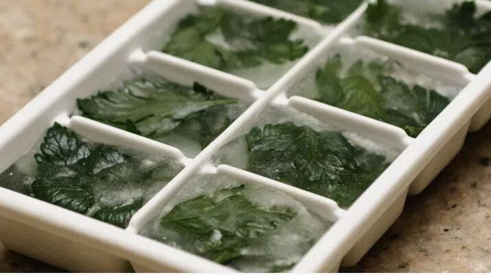 Лучшие советы по сохранению зелени свежей зимой