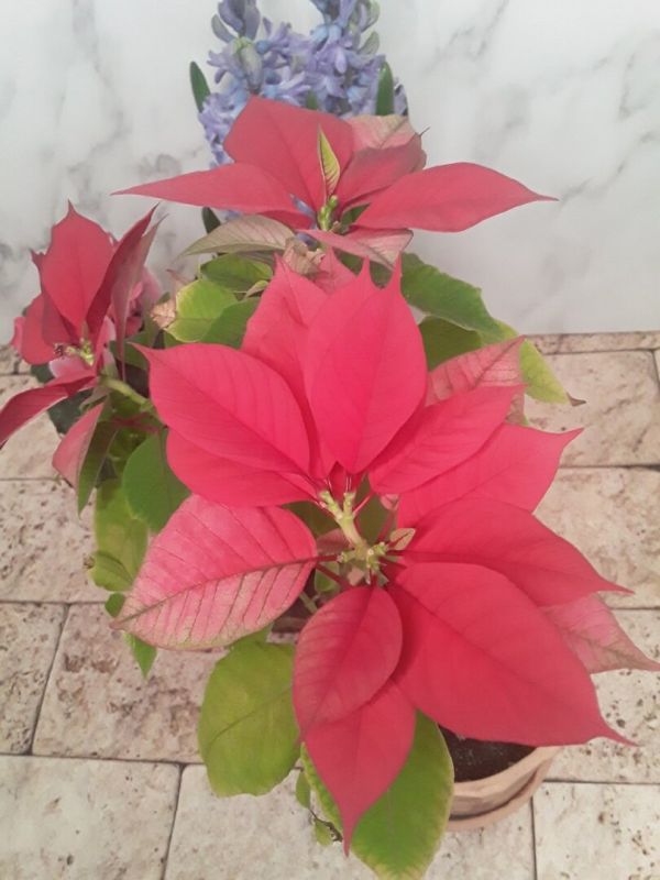 ������ ����� �����: ������������� � ���� �������� �������� � �� ��������