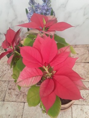 Читать между строк: неожиданности в мире домашних растений и их прогнозы