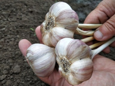 Секреты успешного урожая озимого чеснока: подготовка почвы и правильные методы