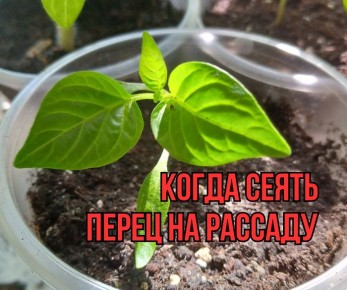 Правильные сроки посева перца: советы агрономов для успешного урожая