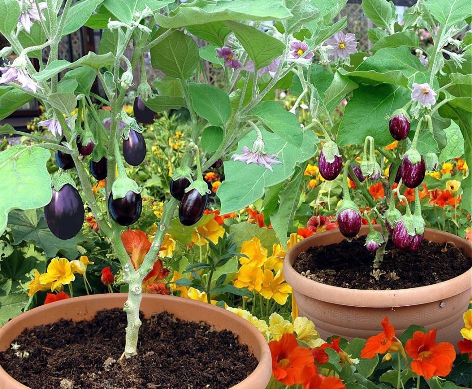 ��� ��������� �������� � ������ �������: ����������� �����������