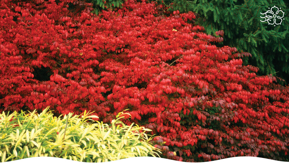 Декоративные кустарники: как сделать ваш сад настоящим произведением искусства