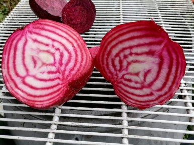 Свекла с белыми кольцами: неожиданные преимущества и недостатки