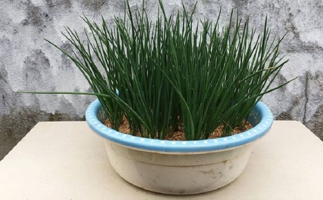 Как вырастить зеленый лук за две недели, не выходя из дома