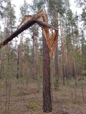 Уникальная красота весны: моменты природы, которые вдохновляют