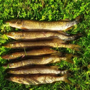 ��� ��������� ���� �� ���� ��� ������