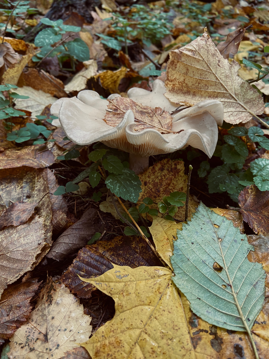 Осень в «Kuchenland»: уютные акценты для вашего дома