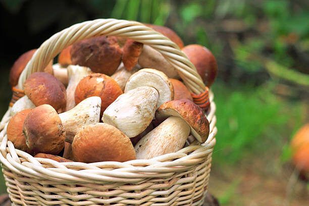 Грибы: мифы и реальные преимущества для здоровья