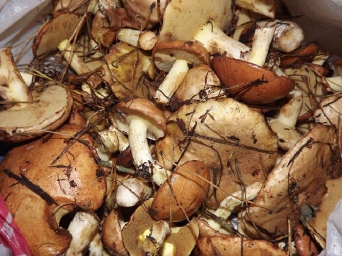 Соленые грибы за два дня: Как бабушкина методика помогает готовить быстро и вкусно