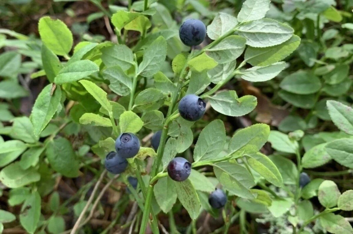 ��� ���������� �� ����� �������: ������ ���������