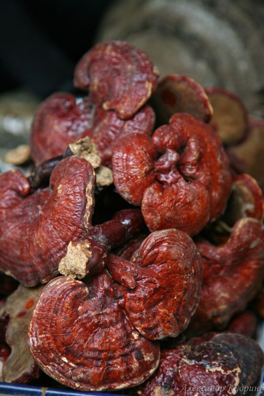 �����: �� ������ ��� ���� � ����������� ����