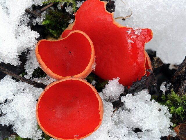 � ������� ������ �������� ������� �����: ����� ������� ������ �������