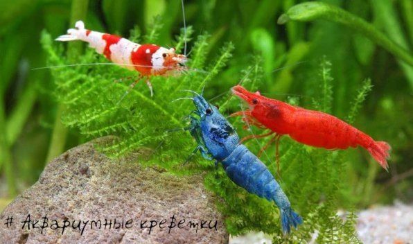 �������� ��������� ���������: ��� ��������