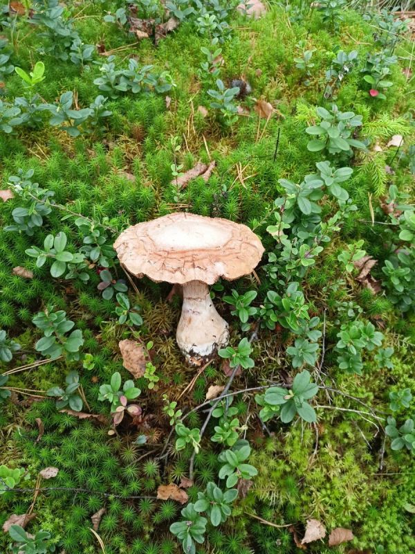 ����� ��� � ����������� �������: ����������� � ����������� �����������