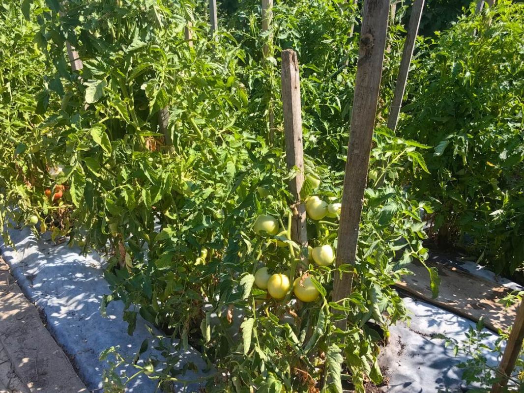 ���-������ �� ����� �� ���������� � ������ ����: ������� �����������