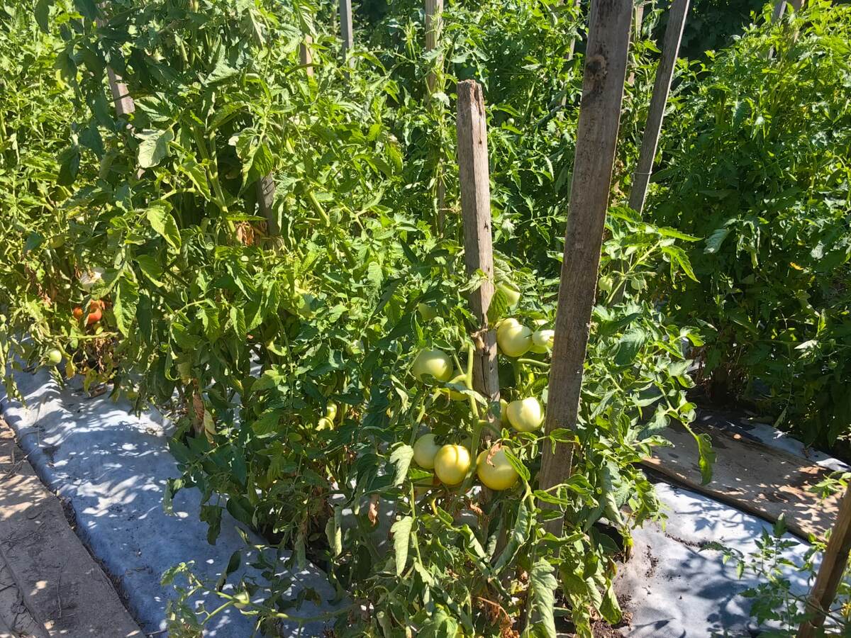 Топ-советы по уходу за помидорами в жаркий июль: секреты урожайности