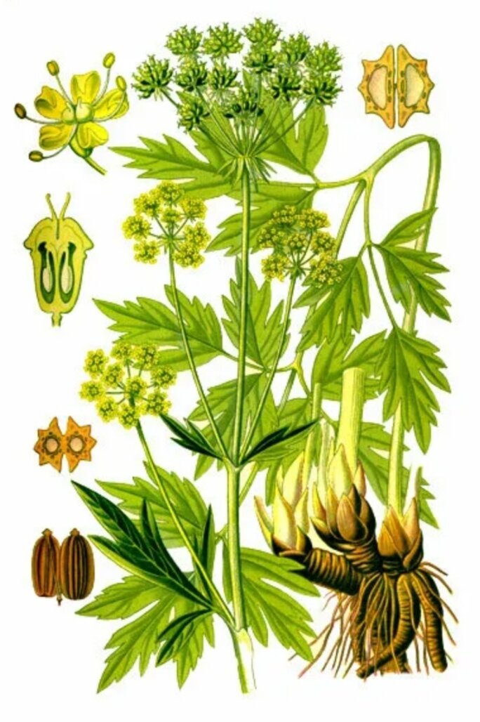 Необычные свойства любистока в народной медицине