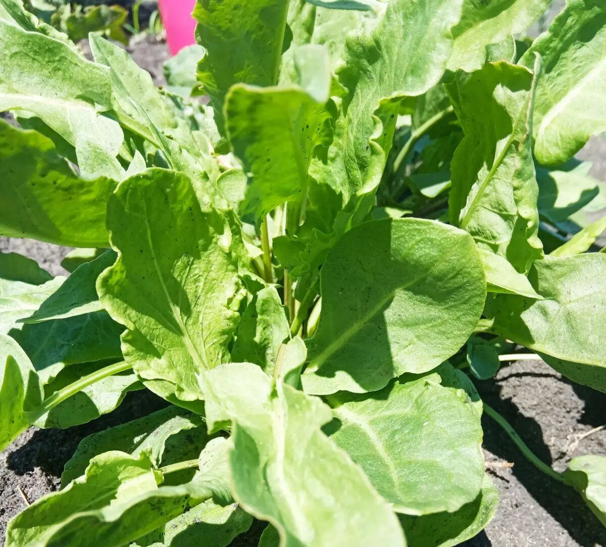 Щавель: полезный и вкусный гость на вашем столе