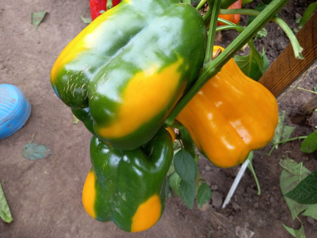 ������ ����� ��� �������� ������: ����������� ����� �� �������� ��������