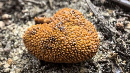 � ����������� ���� ��������� ������ ����, ������������ �������