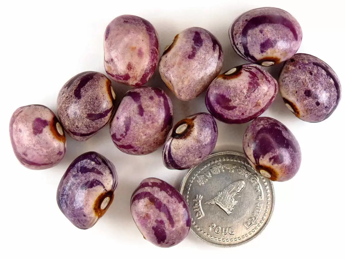 Удивительные сорта фасоли: как выбрать лучший для вашего огорода