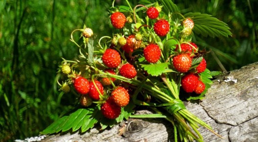 ���������: ����� �����, ������ ���� � ������� ���������