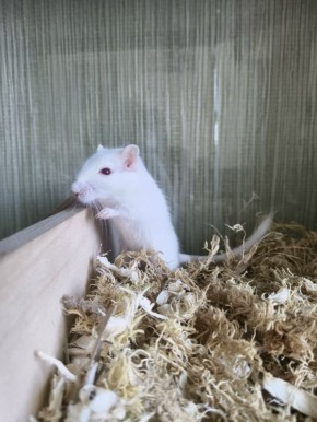 ��� ������� ��������� ����: ������ ��������� ����������