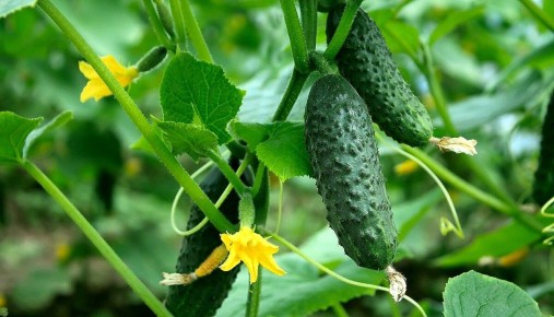 ��� �������� ������ �� ��������� ����: ������ � �������� ��������