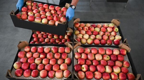 Закупочные цены на белорусские продукты: что предлагают фермерам в 2025 году